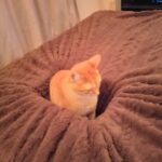 「一人掘りごたつ」「布団沈下w」コタツ布団に飛び乗った猫ちゃん、自らの重みで凹んだ穴にジャストフィットしてしまう(ブログ)