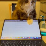 猫がノートPCを揺らす→倒す→座り込む、仕事中の飼い主さんに強引すぎるネコハラ被害が降りかかる(ブログ)