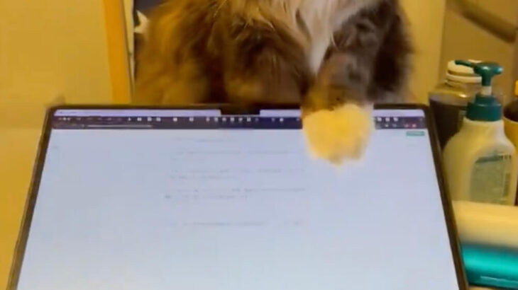猫がノートPCを揺らす→倒す→座り込む、仕事中の飼い主さんに強引すぎるネコハラ被害が降りかかる(ブログ)