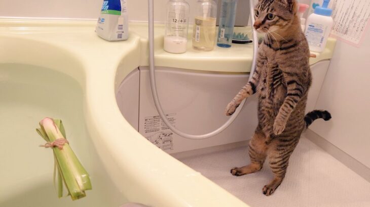 端午の節句で初めて菖蒲湯を見た猫ちゃん、ビックリしすぎて「猫の恩返し」みたいに立ち上がってしまう(ブログ)