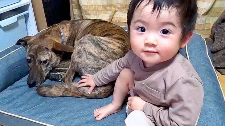 赤ちゃんが『犬のクッション』を気に入ってしまった結果…『優しすぎる争奪戦』の一部始終が12万再生「ただただ愛くるしい」「良い家族すぎる」(ブログ)