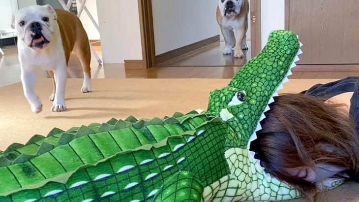 犬は『家族がワニに食べられていたら』どうする？…兄妹で”全く異なる反応”をする光景が70万再生「笑いましたｗ」「心配するの感動」(ブログ)