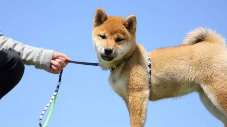 犬に絶対NGな『リードの持ち方』4選　楽しいはずの散歩が愛犬を危険な目にあわせてしまうかも(ブログ)