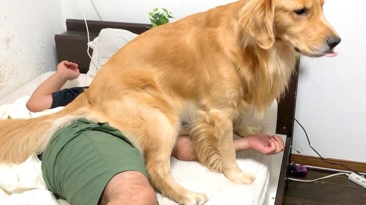 大型犬が『なかなか起きない家族』にした行動…まさかの”おしり攻撃”をお見舞いする姿が161万再生「私にもしてほしい」「たまらん」と爆笑続々(ブログ)
