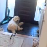 『もう1回お散歩行きたい』玄関で駄々をこねる子犬…人間の子どもと全く同じ行動が可愛すぎると52万再生「うちの子と同じです笑」(ブログ)