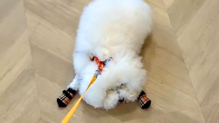 『どうしてもおもちゃが欲しい犬』の末路…衝撃的なワガママ姿に爆笑の声「モップ化したｗ」「2歳の幼児入ってる？」と252万再生を突破(ブログ)