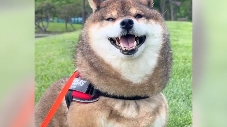 小さな子供に『タヌキがいるよー』と言われた柴犬…魅惑のもふもふボディが41万表示「失礼な！子クマだよね」「可愛すぎる」賞賛の声(ブログ)