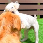 犬が大好きな相棒にぴとっ…お互いの『愛情表現』に悶絶の声「くっつく角度が可愛すぎる」「ツンデレなんですね」と44万9000再生(ブログ)