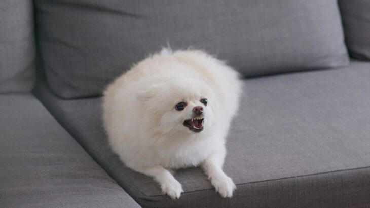 飼い主が立ち上がると愛犬が吠える心理３つ　吠えさせないしつけ方やNGな対処法まで(ブログ)