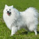 犬の毛を健康に保つために必要な『４つのこと』 お手入れを怠るとどうなる？方法は？(ブログ)