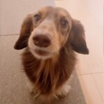 犬の”うんち”に気付かなかった結果…まさかの『自分でお知らせにくる』光景が40万8000再生「一生懸命訴えてるｗ」「控えめな催促可愛い」(ブログ)