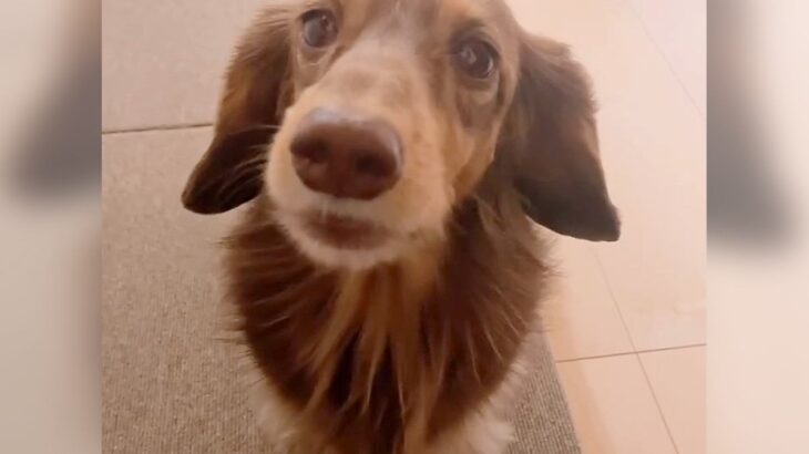 犬の”うんち”に気付かなかった結果…まさかの『自分でお知らせにくる』光景が40万8000再生「一生懸命訴えてるｗ」「控えめな催促可愛い」(ブログ)