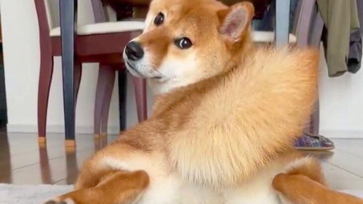 柴犬を後ろから観察していたら…『たったの6秒間』で3万9000人を虜に「反則すぎる可愛さ」「なんだこの可愛い生き物は」と賞賛の声(ブログ)