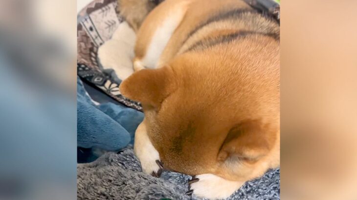 眠っている犬を『盗撮』したら…まるで超能力を使っているかのような光景が56万再生「何でわかるのｗ」「のっそり起きるのたまらん」と絶賛の声(ブログ)
