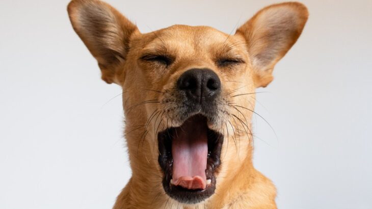 犬が『あくび』をする理由4つ　眠いだけじゃない？注意すべき病気のシグナルとは(ブログ)