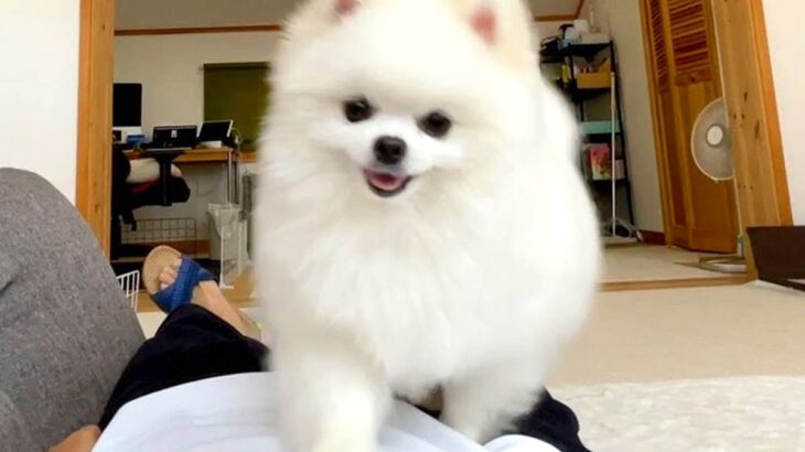 飼い主が寝ていると『必ず乗ってくる犬』を観察したら…悶絶必至の光景が30万再生「異常な破壊力」「無防備なおしり可愛すぎる」の声(ブログ)