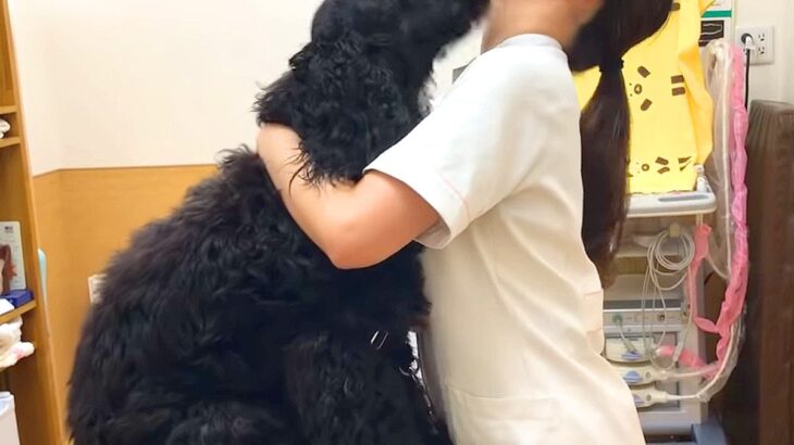 動物病院を『キャバクラ』だと思っている犬…女性看護師への対応が75万再生「人なら訴えられてるｗ」「男の先生無視するの笑う」と爆笑の声(ブログ)