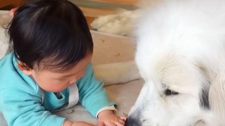 超大型犬が赤ちゃんに『オヤツを奪われてしまった』結果…まさかの反応が75万再生「取り返さないの優しい」「目合わせた瞬間笑ったｗ」(ブログ)