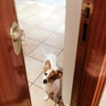愛犬の『尊すぎる行動』7選　飼い主のことが大好きなわんこの可愛くてたまらない仕草とは(ブログ)