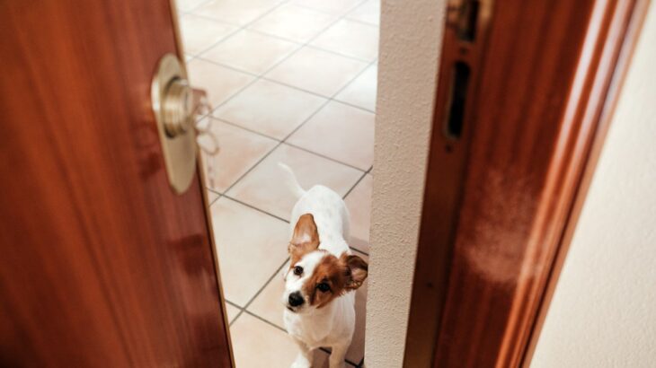 愛犬の『尊すぎる行動』7選　飼い主のことが大好きなわんこの可愛くてたまらない仕草とは(ブログ)