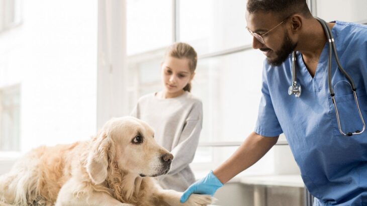 犬の病気を早期発見する方法5つ　日頃からできる体調チェックのポイントとは(ブログ)