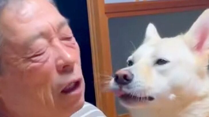 テレビを見たいおじいちゃんVS布団に行きたい犬…『可愛すぎる攻防戦』の結末が661万再生「会話してるの笑った」「まるで新婚夫婦」(ブログ)