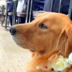 大型犬に『結婚式で指輪を届けてもらった』結果…大役を果たす光景が幸せ過ぎると20万4000再生「マジ天使」「泣いてしまった」と感動の声(ブログ)