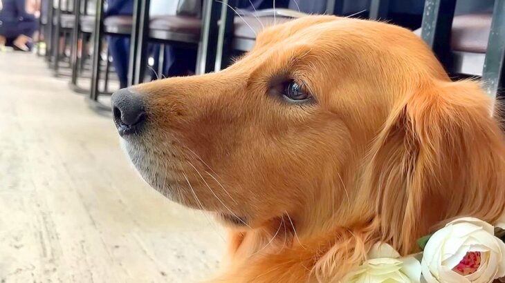 大型犬に『結婚式で指輪を届けてもらった』結果…大役を果たす光景が幸せ過ぎると20万4000再生「マジ天使」「泣いてしまった」と感動の声(ブログ)