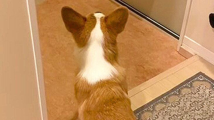 犬『おじいとおばあ帰っちゃった…？』寂しくて”玄関で待ち続ける姿”に悶絶の声「健気すぎる」「じいじばあばも嬉しいね」と16万再生(ブログ)