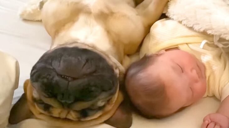 犬が赤ちゃんに『添い寝』した結果…オジサン過ぎる光景が面白いと1万6000再生「自分を人間と思ってる？」「イビキ立派過ぎｗ」と絶賛の声(ブログ)