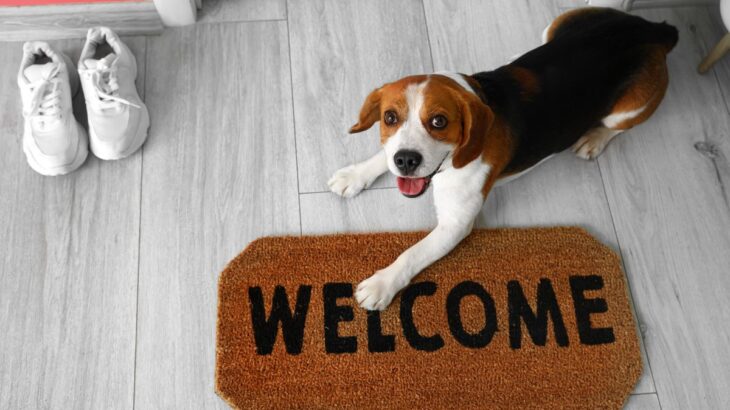 犬が飼い主を散歩に誘っているときにする4つの行動　可愛すぎるアピールの仕方をご紹介(ブログ)