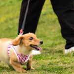 犬の散歩で大切なのは従わせることではなく「安全なお散歩を約束するためのガイド」(ブログ)
