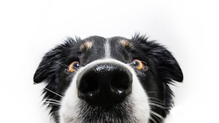 犬の危険な『鼻水』の症状4つ　注意すべき鼻の状態や病院に行くタイミングまで(ブログ)