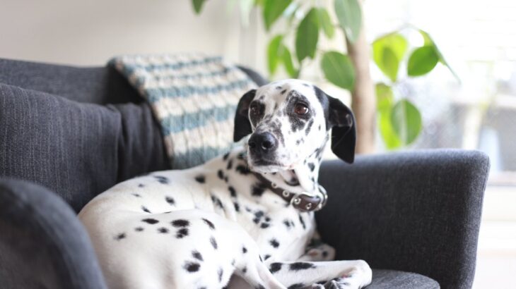 犬が留守番中に考えていること5つ　意外な心理やお利口に待たせるポイントとは？(ブログ)