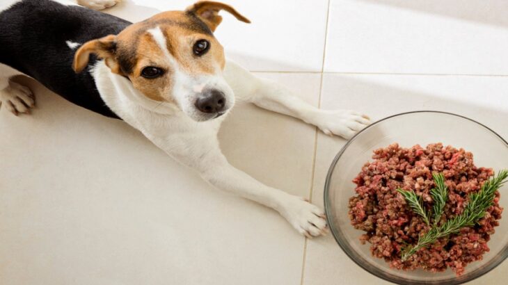 ドライフードと生肉食、犬の体への影響を比較した研究結果　アメリカの研究チームが発表(ブログ)