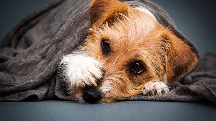『シャイな犬』がする行動や仕草4つ！やってはいけない接し方やすべきスキンシップとは？(ブログ)