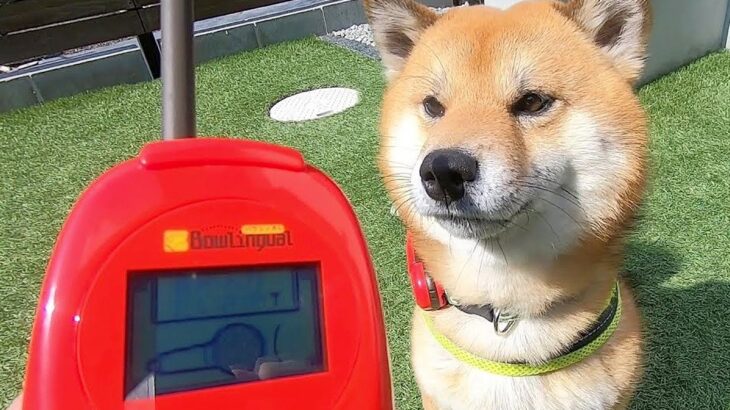 犬に『犬語翻訳機』使ってみた結果…まさかすぎる内容に爆笑の声「急にサムライになるの草」「おもちゃの気持ちまで翻訳するとはｗ」と話題に(ブログ)