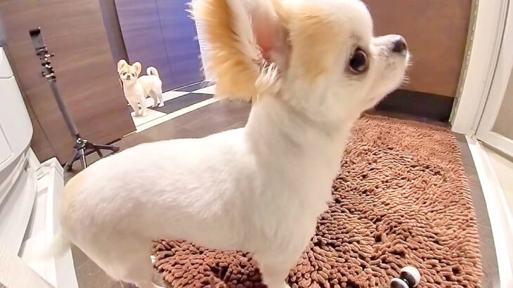 飼い主が好き過ぎる犬…まさかの『入浴中に様子を見にくる姿』が健気で可愛いと悶絶の声「何度もくるの好き」「愛されるのね」と13万再生(ブログ)