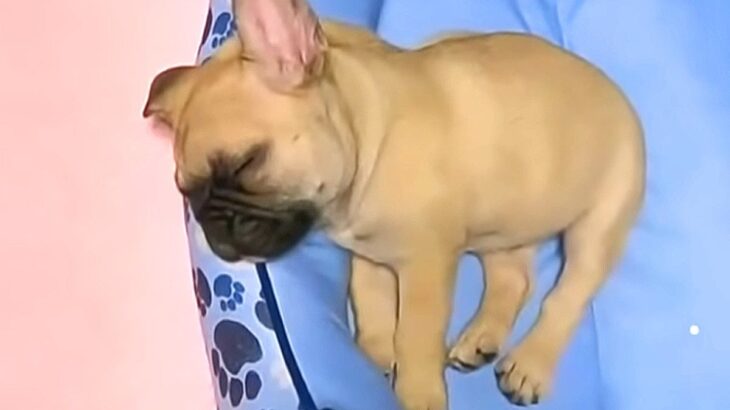 待望の『赤ちゃん犬』を迎えた日…初めてのお家にドキドキする光景が41万4000再生「可愛すぎて笑うｗ」「なんか涙出た」絶賛と祝福の声(ブログ)
