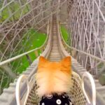 犬を『ジェットコースター』に乗せてみたら…顔色一つ変えずに完走する姿が17万8000再生「終始無表情で笑ったｗ」「バランスとり始めて草」(ブログ)
