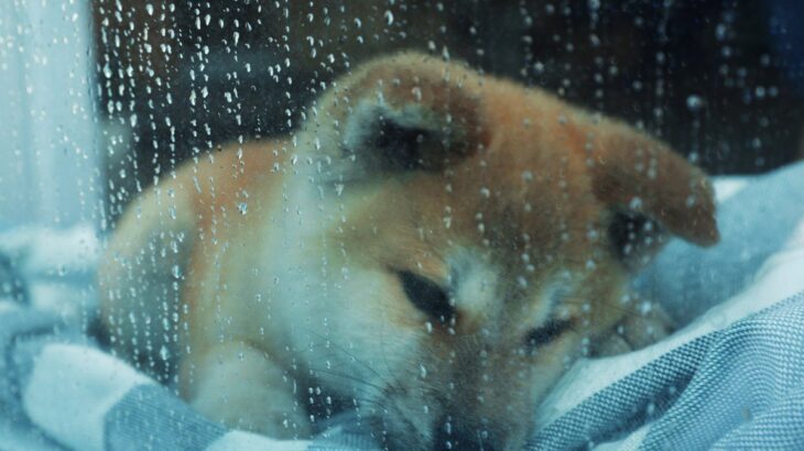 犬も天候の変化で不調を起こす？愛犬が気圧に影響を受けているときのサイン５つ(ブログ)