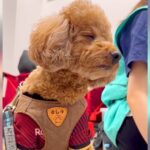 学校で居眠りをする犬…『授業中にウトウトする姿』が可愛すぎると16万2000再生「学生時代の私」「人もわんこも一緒だね」と共感の声続々(ブログ)