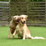 ドッグランに行かない方がいい犬の特徴5選　連れていくことのリスクや禁止事項まで(ブログ)