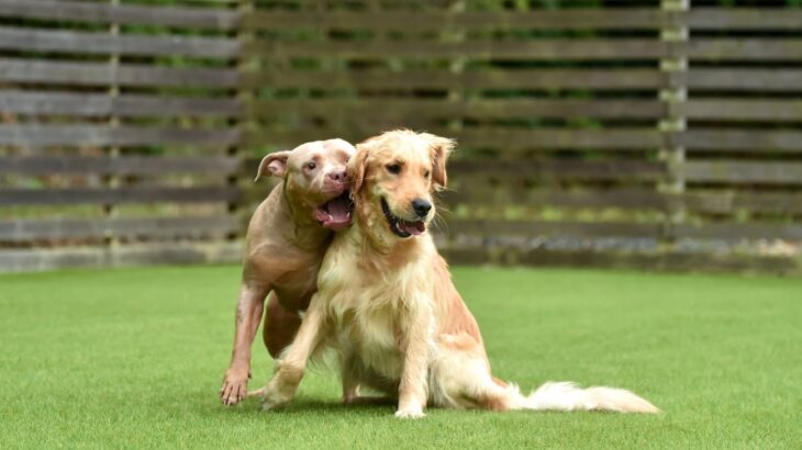 ドッグランに行かない方がいい犬の特徴5選　連れていくことのリスクや禁止事項まで(ブログ)