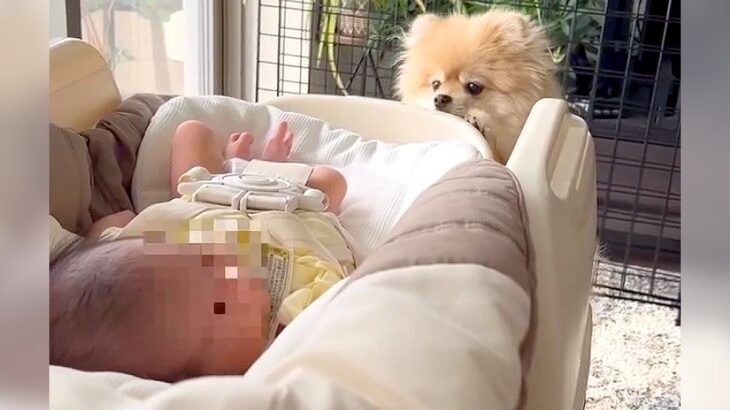 犬と赤ちゃんの『1年間の成長記録』…愛溢れる光景に感動すると135万再生「なんて優しい時間」「尊いという言葉しか出ない」海外からも絶賛(ブログ)