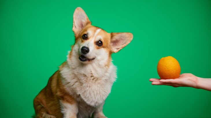 犬に与えても大丈夫な『春が旬の果物』5選　食べさせるときの注意点まで(ブログ)