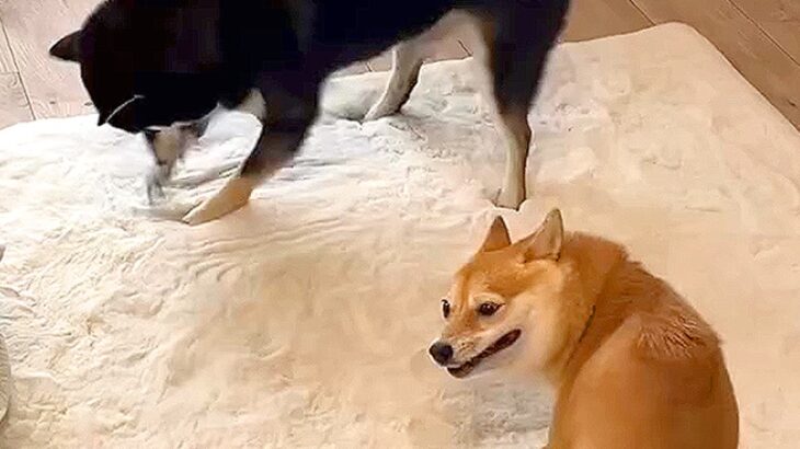 マイペースな2匹の柴犬…情報量が多すぎる『カオスな光景』が455万再生「交わりそうで交わらないｗ」「無限ホリホリ笑った」と爆笑の声(ブログ)