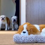 『知らない子犬が家で寝ているドッキリ』を仕掛けたら…面白過ぎる”リアクション”に爆笑「最後予想外で笑ったｗ」「個性が出てるね」の声(ブログ)
