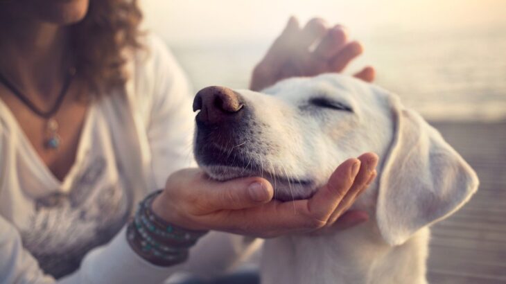 犬が家族に順位付けをしているという考えは古い？上下関係についての正しい見解とは(ブログ)