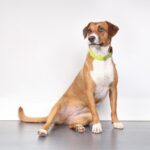 犬の足の状態からわかる『病気の症状』4つ　異常が見られたらすぐに病院へ(ブログ)